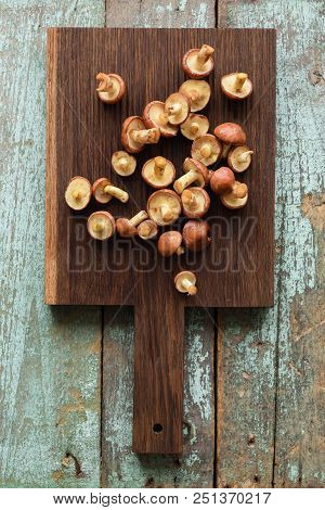 Wild Forest Mushrooms. Suillus Luteus Or Slipery Jack Mushrooms On Oak Cutting Board Copyspace Top V