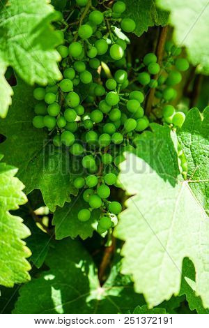 Close Up View Of Vitis Vinifera Vitaceae Vine Grapes In Summer