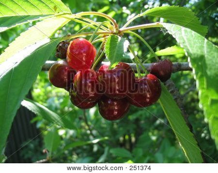 Leckere Kirschen