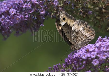 A Brown Speckled Wood Butterfly (pararge Aegeria) Sucks The Nectar Of A Flower