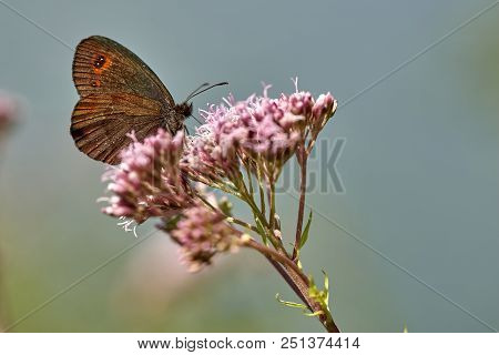 Brown Butterfly (erebia Ligea) Feeds On The Nectar Of A Flower