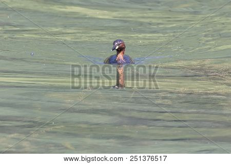 Tachybaptus Ruficollis, Grebe Duck On Lake