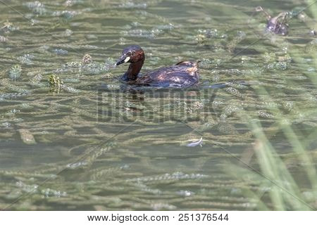 Tachybaptus Ruficollis, Grebe Duck Swimming  On Lake
