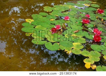 Pond With Water Lily Flower From The Nymphaeceae Family