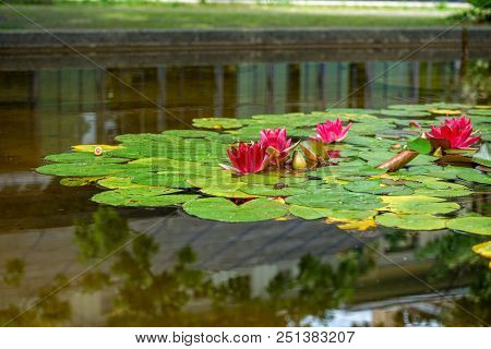 Pond With Water Lily Flower From The Nymphaeceae Family