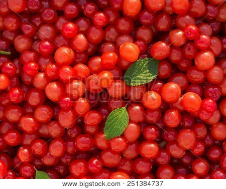 Nanking Cherry (prunus Tomentosa) As Background. Korean Cherry, Mountain Cherry, Chinese Bush Cherry