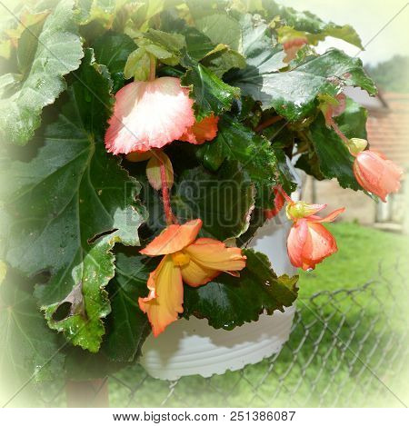 Begonia. Nice Flowers In The Garden In Midsummer, In A Sunny Day. Green Landscapee Flowers In The Ga