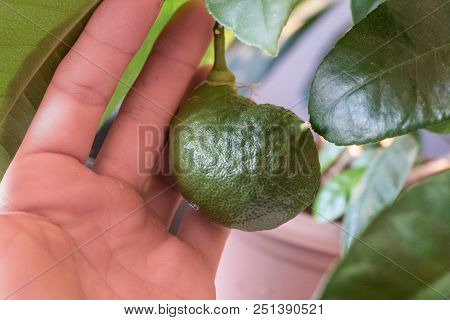 Unripe Lemon In A Hand