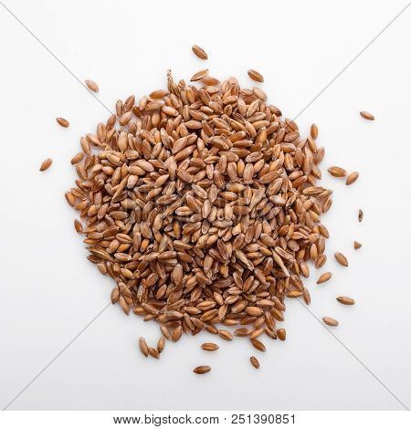 Spelt Seeds On A White Acrylic Background.