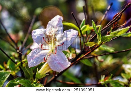 Colorful Floral Background Of Flowers. Flowering Bushes.