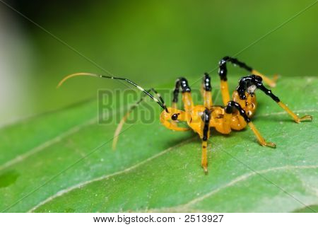 Assassin bug