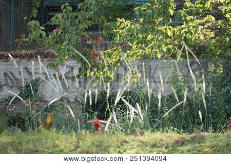 Plant In A Sun Light In A Park