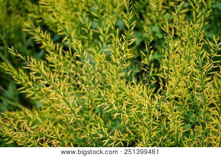 Mustard Herb Also Known As Rocketcress, Winter Rocket Or Wound Rocket Of The Genus Barbarea