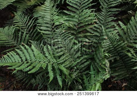 Perfect Natural Fern Pattern. Beautiful Background Made With Young Green Fern Leaves. Color Of Kale