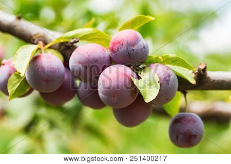 Close Up Ripe Fruit Of Cherry Plum On Branch In Garden. Vegetarian Healthy Summer Food Concept