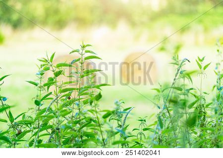 A Bunch Of Common Nettles In The Ground