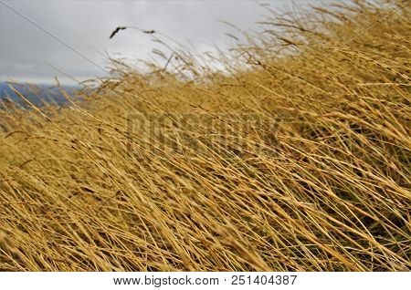 Dry Summer Grasses On The Malvern Hills