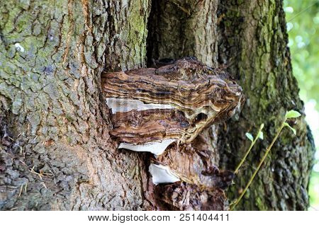 Bracket Fungus On Tree In The Malvern Hills