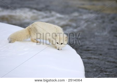Polarfuchs