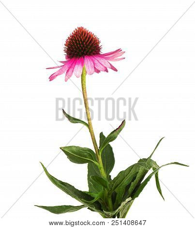 Echinacea Flowers Close Up Isolated On White Backgrounds. Medicinal Herbs