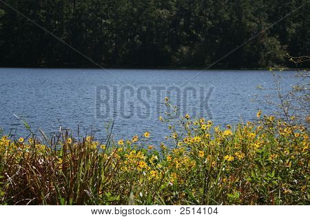 Huntsville geel