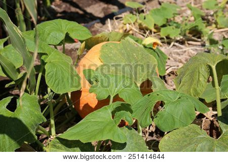 Pumpkins. Pumpkins growing in a pumpkin patch. Pumpkins growing on a farm. 