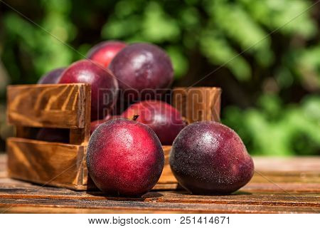 Close Up Fresh Plumcot, Interspecific Plums Variety In Wooden Box On Wooden Table. Selective Focus, 