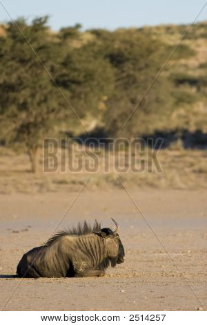 Siyah Wildebeest