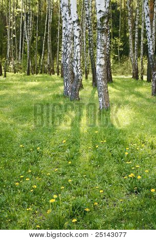 Wald der Birke