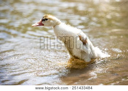 Baby Indoda Washes In The River In A Bright Sunny Summer Day