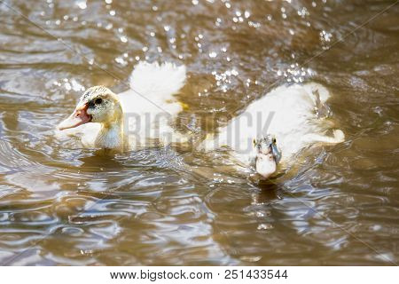 Two Baby Indodas Swim In The Pond On A Sunny Summer Day