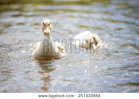 Baby Indodas Swim In The Pond On A Sunny Summer Day