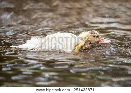 Baby Indodas Swim In The Pond On A Sunny Summer Day