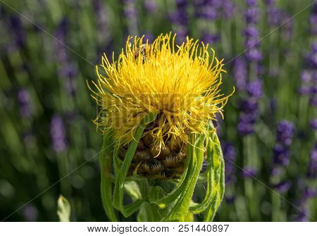 Blooming Yellow Star-thistle Flowers On Lavender Field Background