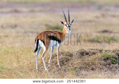 Thomson's Gazelle On Savanna