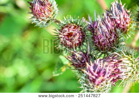Beautiful Flower Of Purple Thistle. Close-up Pink Flowers Of Burdock Thorny Flower. Flowering Thistl