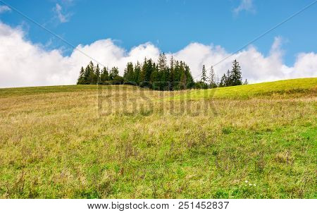 Spruce Woodlot On Top Of A Hill. Hillside With Weathered Grass In Early Autumn. Massive Cloud Behind