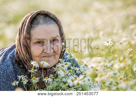 Grandmother, Field, Chamomile And The Concept Of Outdoor Recreation - An Old Lady In A Field With Da