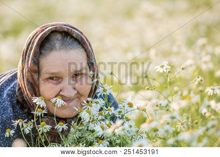 Grandmother, Field, Chamomile And The Concept Of Outdoor Recreation - An Old Lady In A Field With Da