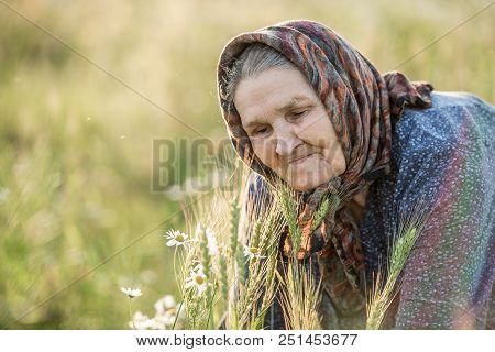 Grandmother, Field, Chamomile And The Concept Of Outdoor Recreation - An Old Lady In A Field With Da
