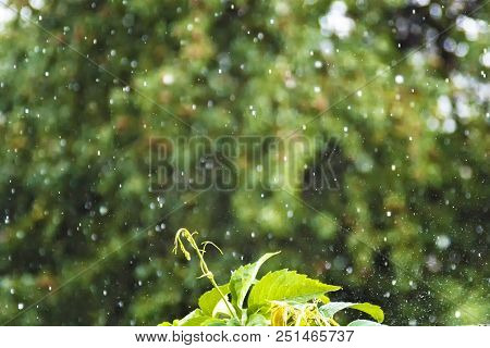 Flying Drops Of Rain In The Garden Splashes, A Sprout Of Ivy On The Background Of Trees