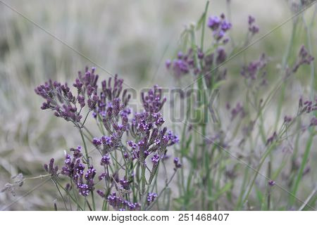 Close Up View Of Lavender Flowers On Oro-oro Ombo In Semeru Mountain. Malang, Indonesia