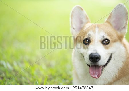 Corgi Dog On The Grass In Summer Sunny Day