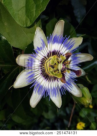 Passiflora Flower In Green White Blue Colors In A Garden In Nieuwerkerk Aan Den Ijssel.