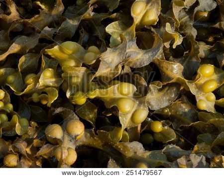 Bladder Wrack Seaweed (fucus Vesiculosus) Brown Algae Photographed On West Coast Of Scotland