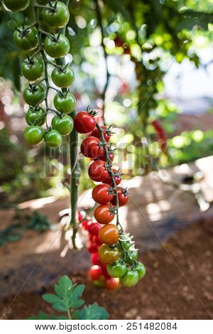 Red Cherry Tomato. Growing Cherry Tomatoes In The Pots And Put On A Steel Rack In The Green House