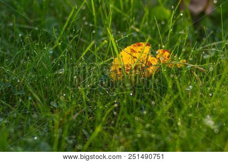 Fresh Green Grass With Dew Drops Close Up. Green Grass Background. Close Up Grass In Forest After Ra