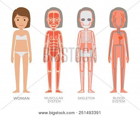 Woman Muscular Skeleton Blood Systems Struct Set, Vector Illustrations Of Organism With Heart Veins 