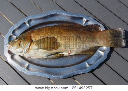 Brown Ballan Wrasse On A Pewter Dish After Fishing In Brittany