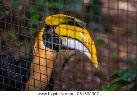 Close Up Great Hornbill